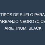 Tipos de suelo para Garbanzo negro (Cicer arietinum, black chickpea). Cómo ajustar las condiciones del suelo.