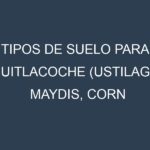 Tipos de suelo para Huitlacoche (Ustilago maydis, corn smut). Cómo ajustar las condiciones del suelo.