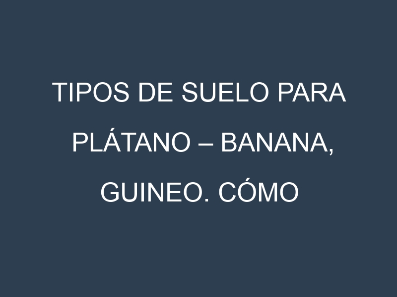 Tipos de suelo para Plátano – Banana, Guineo. Cómo ajustar las condiciones del suelo.