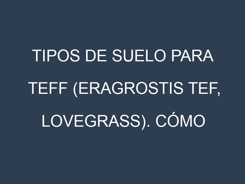 Tipos de suelo para Teff (Eragrostis tef, lovegrass). Cómo ajustar las condiciones del suelo.