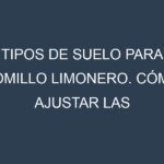 Tipos de suelo para Tomillo limonero. Cómo ajustar las condiciones del suelo.
