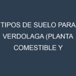 Tipos de suelo para Verdolaga (planta comestible y medicinal). Cómo ajustar las condiciones del suelo.