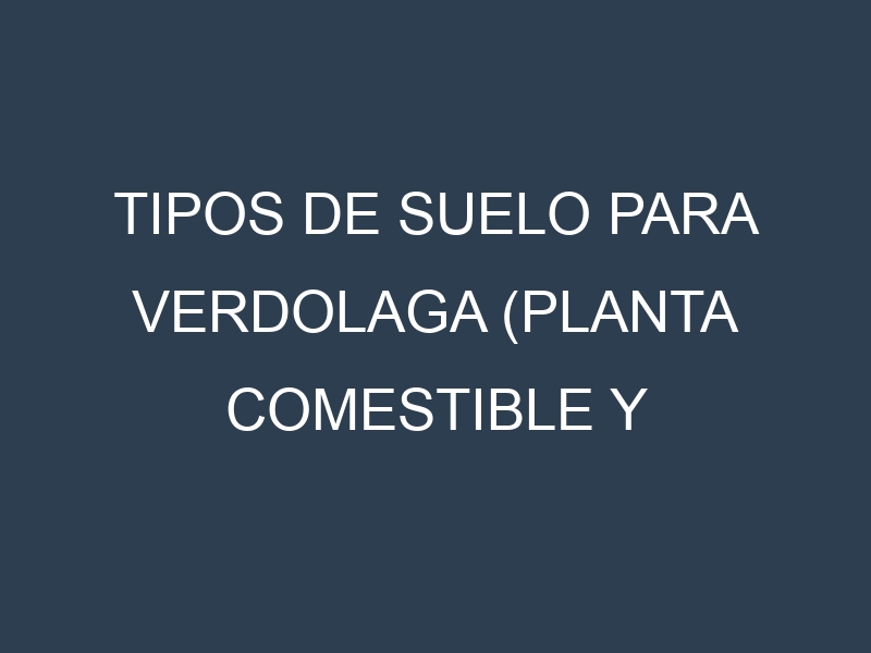 Tipos de suelo para Verdolaga (planta comestible y medicinal). Cómo ajustar las condiciones del suelo.