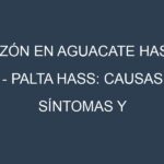 Tizón en Aguacate hass – Palta hass: Causas, Síntomas y Estrategias de Control en Cultivos