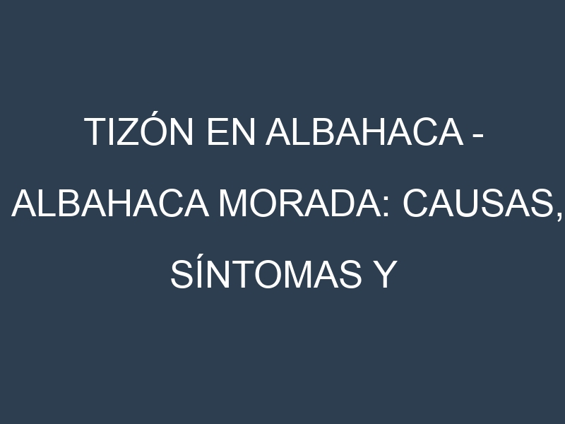 Tizón en Albahaca – Albahaca morada: Causas, Síntomas y Estrategias de Control en Cultivos