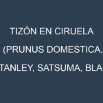 Tizón en Ciruela (Prunus domestica, Stanley, Satsuma, Black Amber): Causas, Síntomas y Estrategias de Control en Cultivos