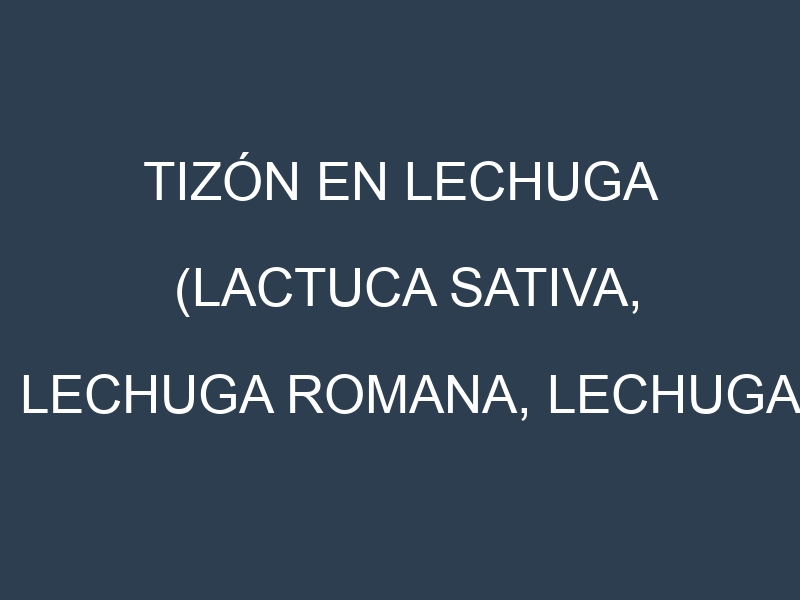 Tizón en Lechuga (Lactuca sativa, Lechuga romana, Lechuga iceberg): Causas, Síntomas y Estrategias de Control en Cultivos