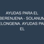 Ayudas para el Berenjena – Solanum melongena. Ayudas para el cultivo. Subvenciones.