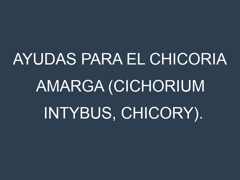 Ayudas para el Chicoria amarga (Cichorium intybus, chicory). Ayudas para el cultivo. Subvenciones.