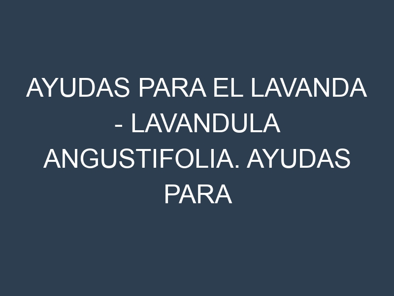 Ayudas para el Lavanda – Lavandula angustifolia. Ayudas para el cultivo. Subvenciones.