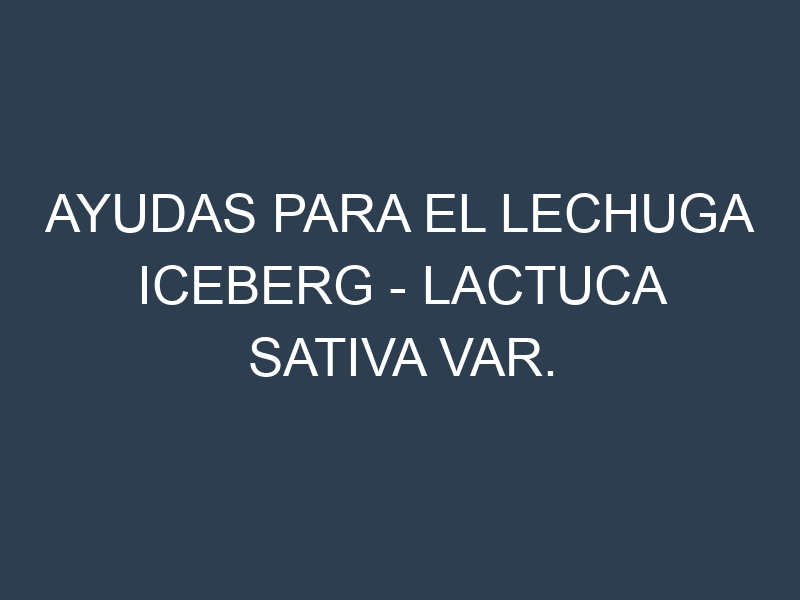 Ayudas para el Lechuga iceberg – Lactuca sativa var. capitata. Ayudas para el cultivo. Subvenciones.