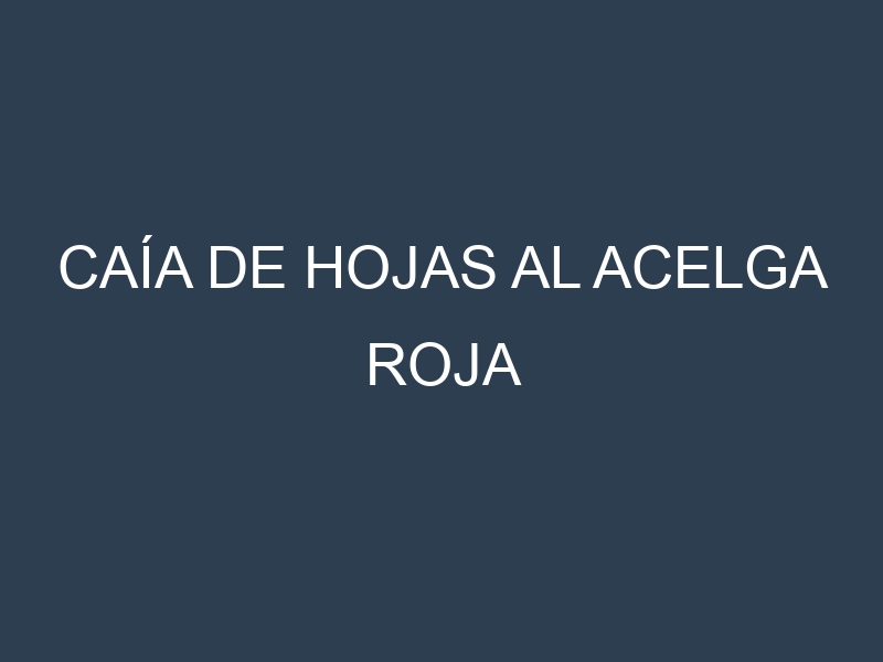 Caía de hojas al Acelga roja