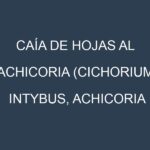 Caía de hojas al Achicoria (Cichorium intybus, Achicoria amarga, Achicoria de hoja)