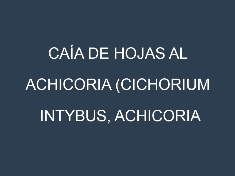 Caía de hojas al Achicoria (Cichorium intybus, Achicoria amarga, Achicoria de hoja)