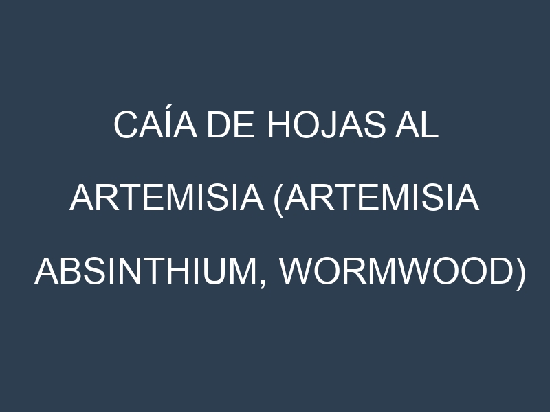 Caía de hojas al Artemisia (Artemisia absinthium, Wormwood)