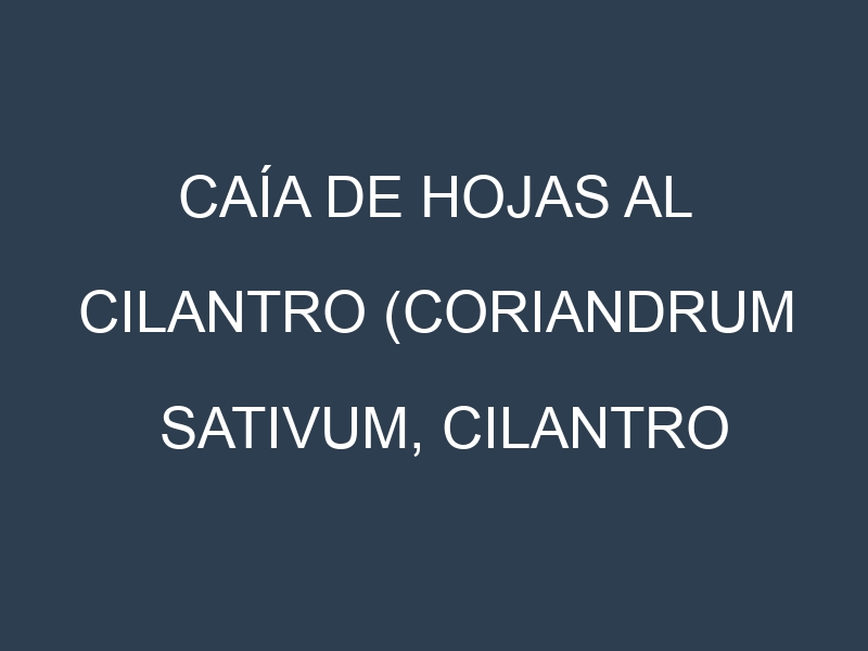 Caía de hojas al Cilantro (Coriandrum sativum, Cilantro fresco, Cilantro seco)