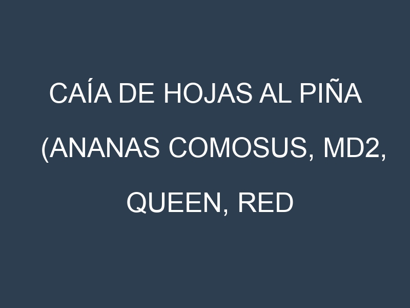 Caía de hojas al Piña (Ananas comosus, MD2, Queen, Red Spanish)