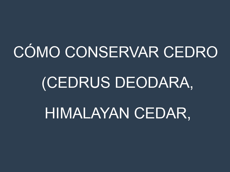 Cómo conservar Cedro (Cedrus deodara, Himalayan cedar, Atlas cedar).