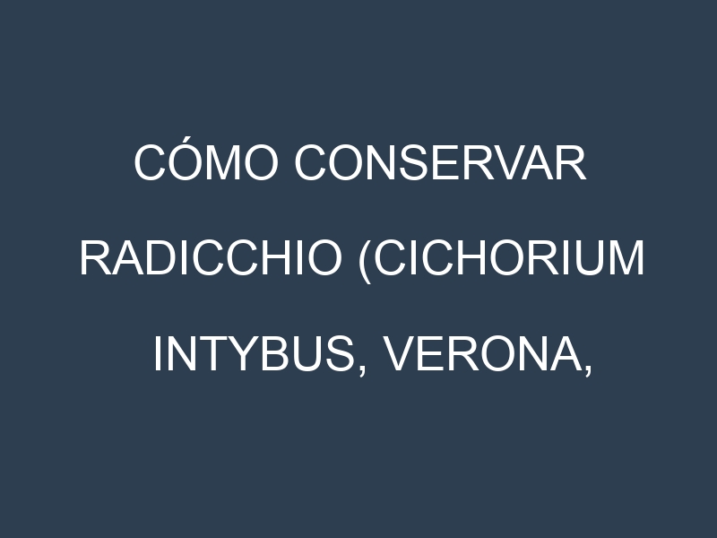 Cómo conservar Radicchio (Cichorium intybus, Verona, Treviso, Rosso di Chioggia).