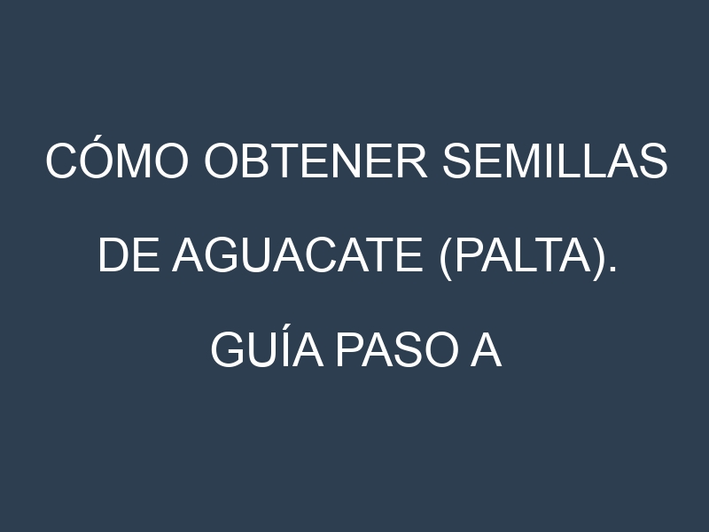 Cómo obtener semillas de Aguacate (palta). Guía paso a paso. Técnicas sencillas. Conservación.