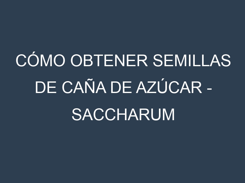 Cómo obtener semillas de Caña de azúcar – Saccharum officinarum. Guía paso a paso. Técnicas sencillas. Conservación.