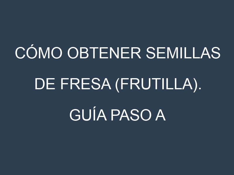 Cómo obtener semillas de Fresa (frutilla). Guía paso a paso. Técnicas sencillas. Conservación.