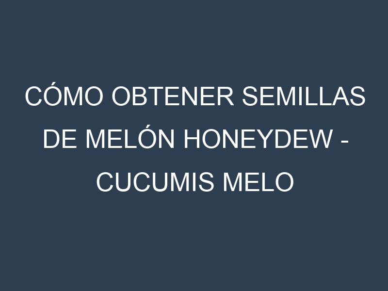 Cómo obtener semillas de Melón honeydew – Cucumis melo var. inodorus. Guía paso a paso. Técnicas sencillas. Conservación.