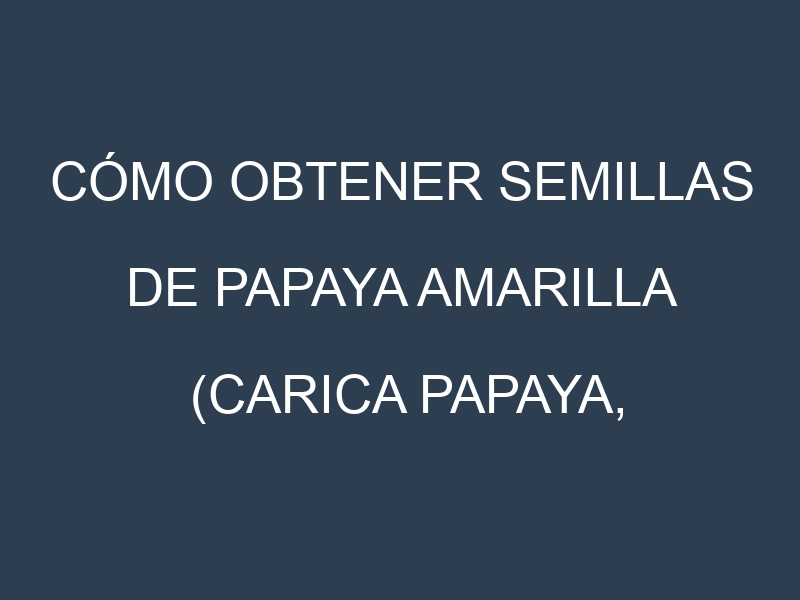 Cómo obtener semillas de Papaya amarilla (Carica papaya, yellow papaya). Guía paso a paso. Técnicas sencillas. Conservación.