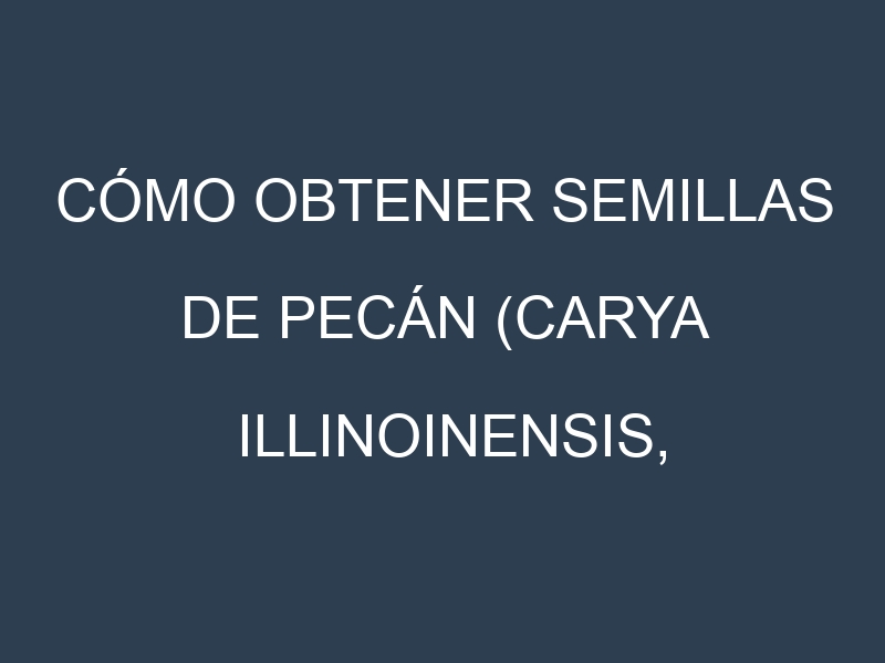 Cómo obtener semillas de Pecán (Carya illinoinensis, pecan). Guía paso a paso. Técnicas sencillas. Conservación.