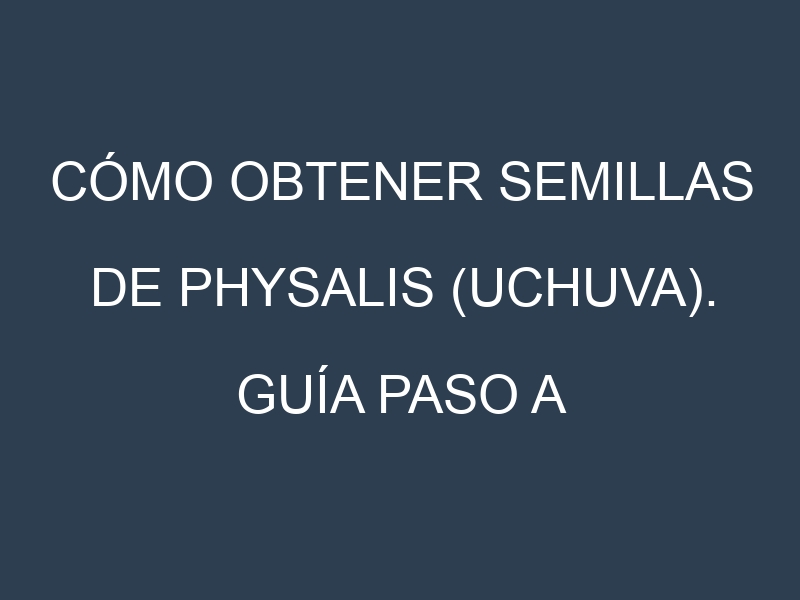 Cómo obtener semillas de Physalis (uchuva). Guía paso a paso. Técnicas sencillas. Conservación.