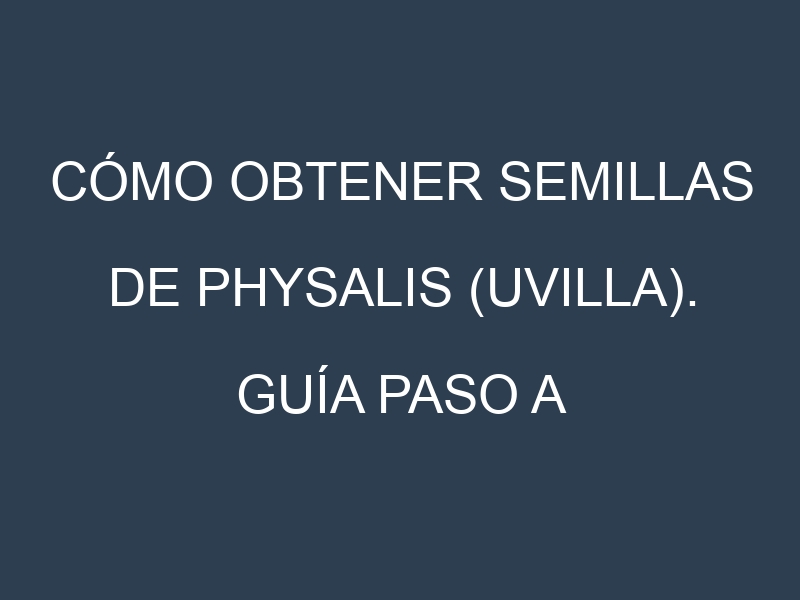 Cómo obtener semillas de Physalis (uvilla). Guía paso a paso. Técnicas sencillas. Conservación.