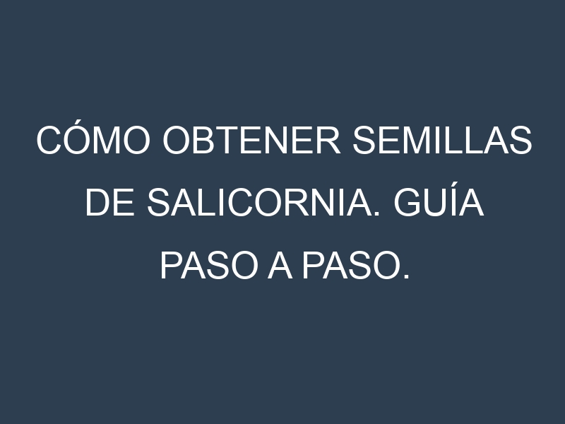 Cómo obtener semillas de Salicornia. Guía paso a paso. Técnicas sencillas. Conservación.