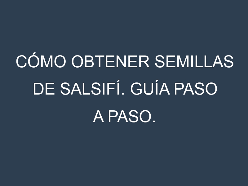 Cómo obtener semillas de Salsifí. Guía paso a paso. Técnicas sencillas. Conservación.