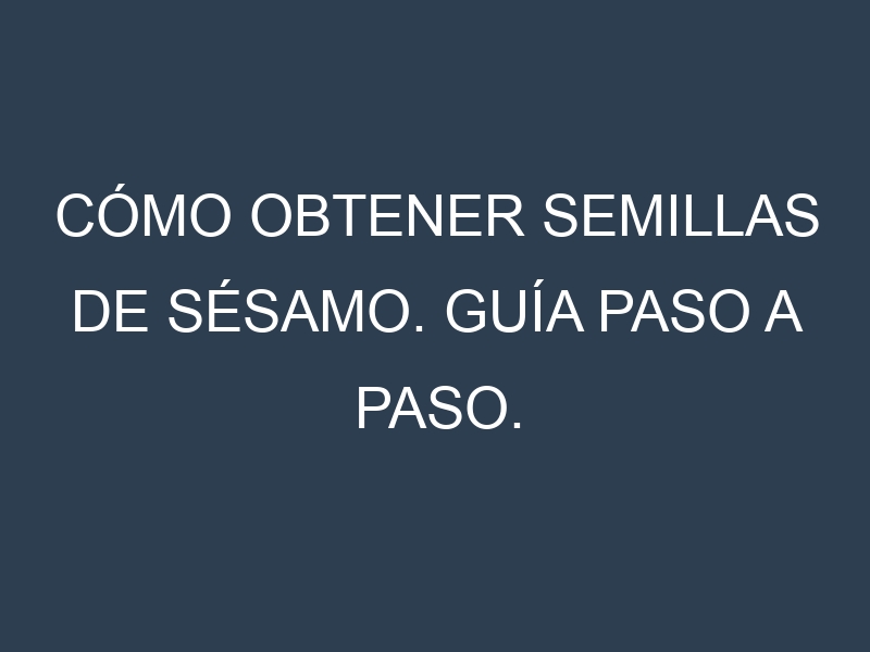 Cómo obtener semillas de Sésamo. Guía paso a paso. Técnicas sencillas. Conservación.