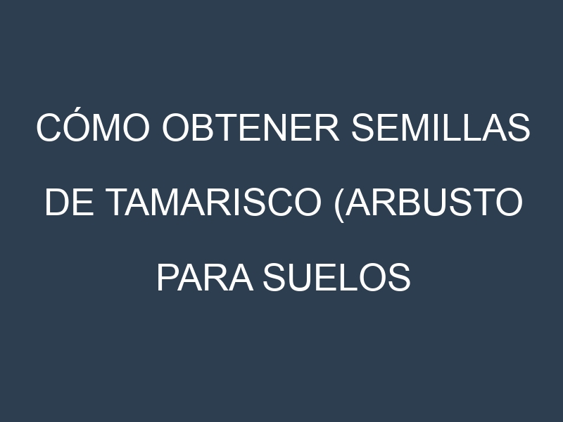 Cómo obtener semillas de Tamarisco (arbusto para suelos salinos). Guía paso a paso. Técnicas sencillas. Conservación.