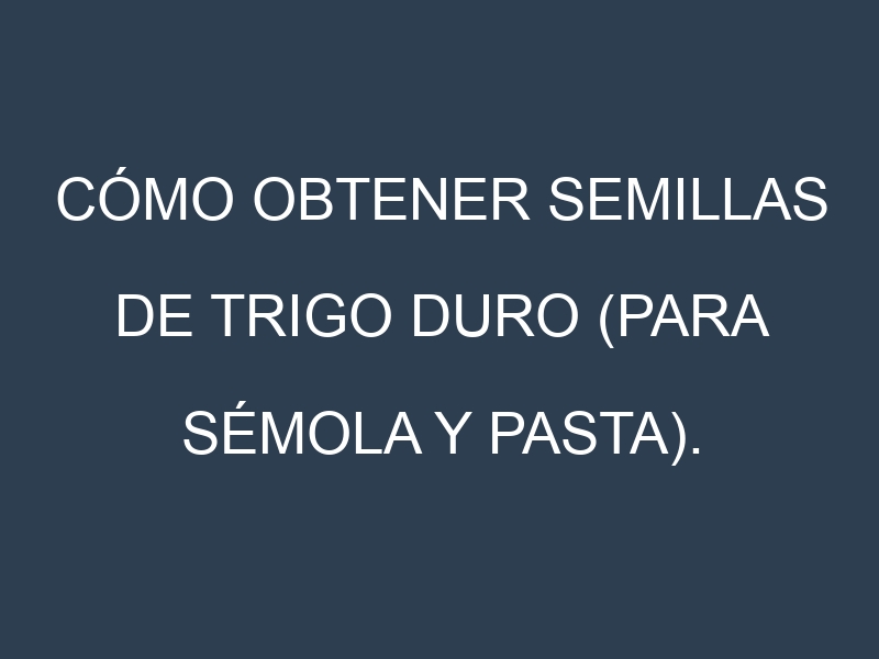 Cómo obtener semillas de Trigo duro (para sémola y pasta). Guía paso a paso. Técnicas sencillas. Conservación.