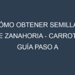 Cómo obtener semillas de Zanahoria – Carrota. Guía paso a paso. Técnicas sencillas. Conservación.