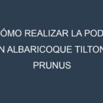 Cómo Realizar la Poda en Albaricoque Tilton – Prunus armeniaca. Técnicas y Poda de formación.