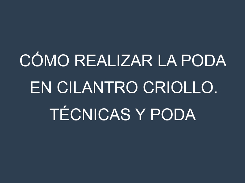 Cómo Realizar la Poda en Cilantro criollo. Técnicas y Poda de formación.
