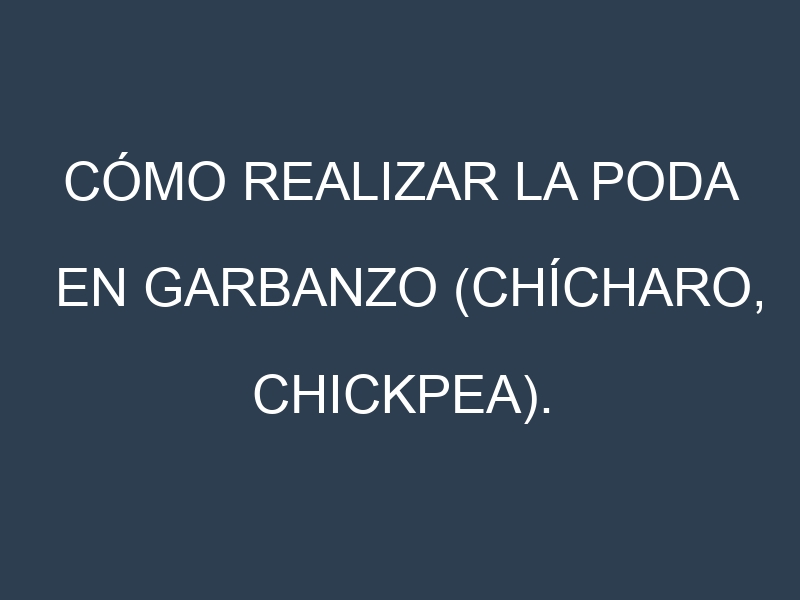 Cómo Realizar la Poda en Garbanzo (Chícharo, chickpea). Técnicas y Poda de formación.