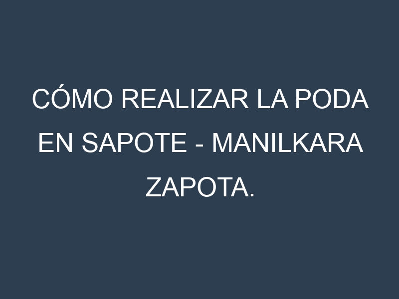 Cómo Realizar la Poda en Sapote – Manilkara zapota. Técnicas y Poda de formación.