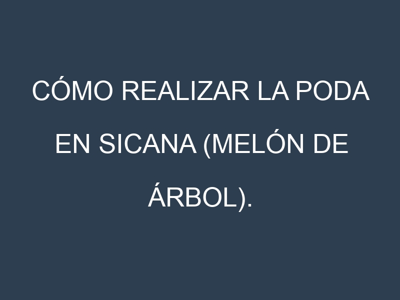 Cómo Realizar la Poda en Sicana (melón de árbol). Técnicas y Poda de formación.