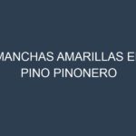 Manchas Amarillas en Pino Pinonero