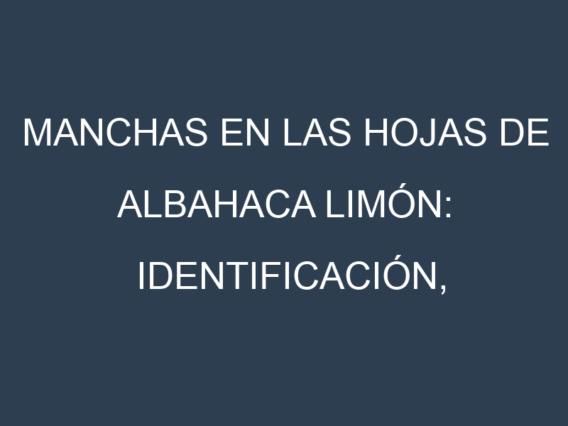 Manchas en las hojas de Albahaca limón: Identificación, Causas y Estrategias de Control Efectivo