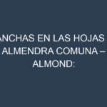 Manchas en las hojas de Almendra comuna – Almond: Identificación, Causas y Estrategias de Control Efectivo