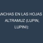 Manchas en las hojas de Altramuz (Lupin, lupini): Identificación, Causas y Estrategias de Control Efectivo