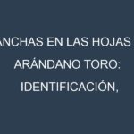 Manchas en las hojas de Arándano Toro: Identificación, Causas y Estrategias de Control Efectivo