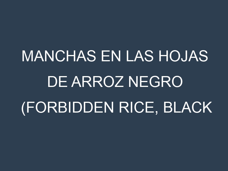 Manchas en las hojas de Arroz negro (Forbidden Rice, Black Japonica, Nerone, Lotus Black, Venere): Identificación, Causas y Estrategias de Control Efectivo
