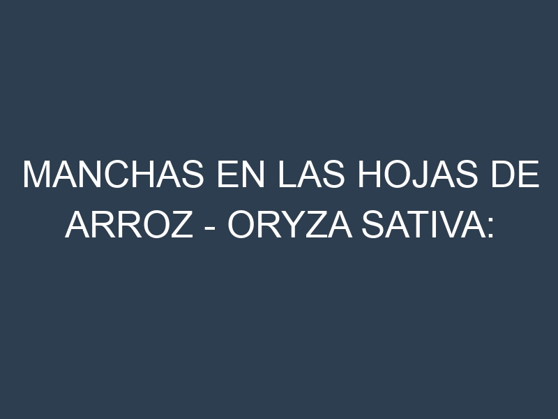 Manchas en las hojas de Arroz – Oryza sativa: Identificación, Causas y Estrategias de Control Efectivo