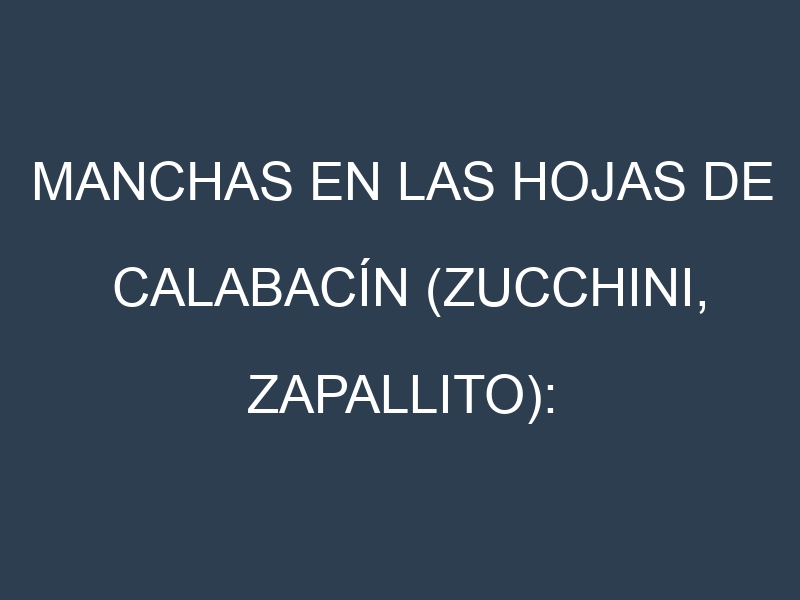 Manchas en las hojas de Calabacín (Zucchini, zapallito): Identificación, Causas y Estrategias de Control Efectivo
